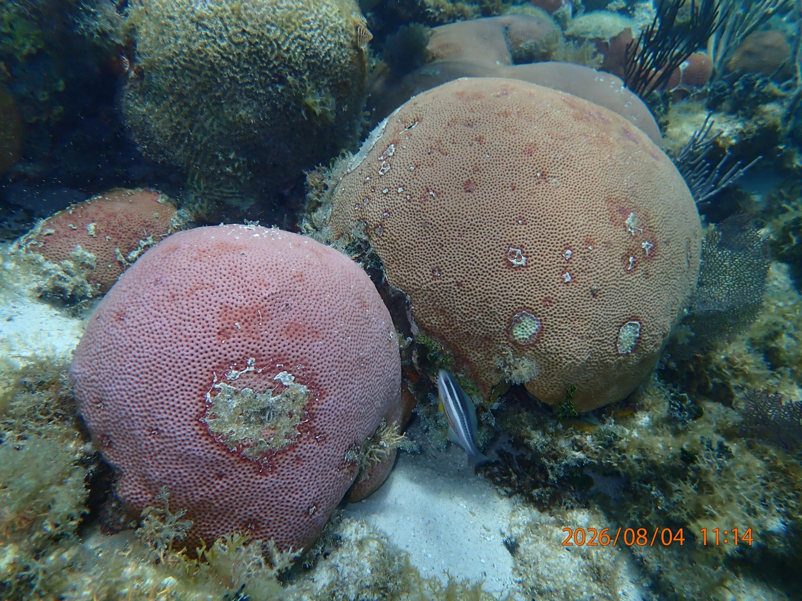 Massive starlet coral at Little Water Caye